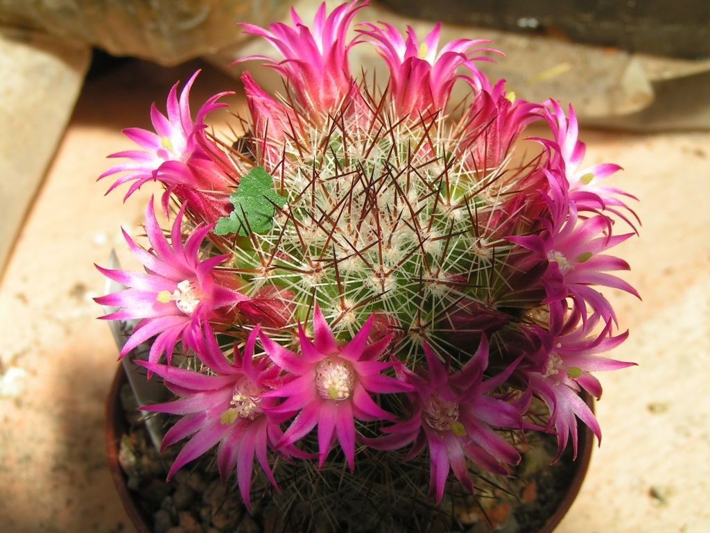 Mammillaria duoformis